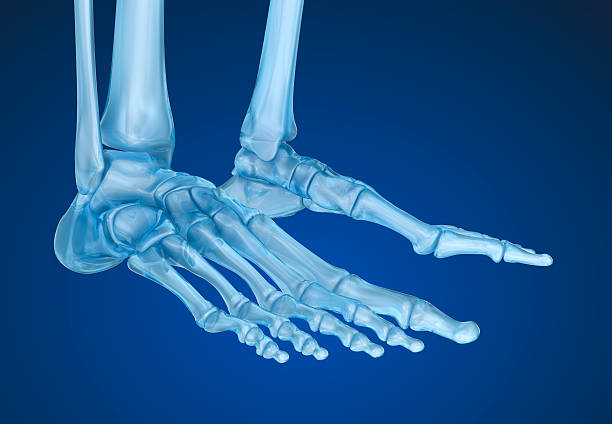 CGI photo of ankle bones